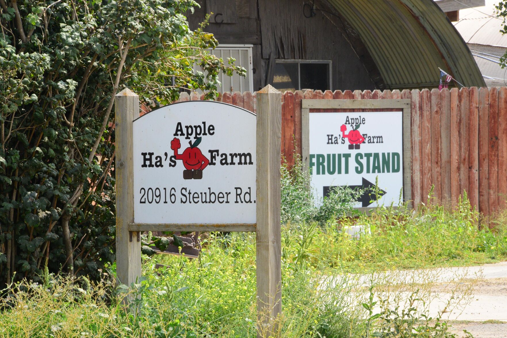 apples